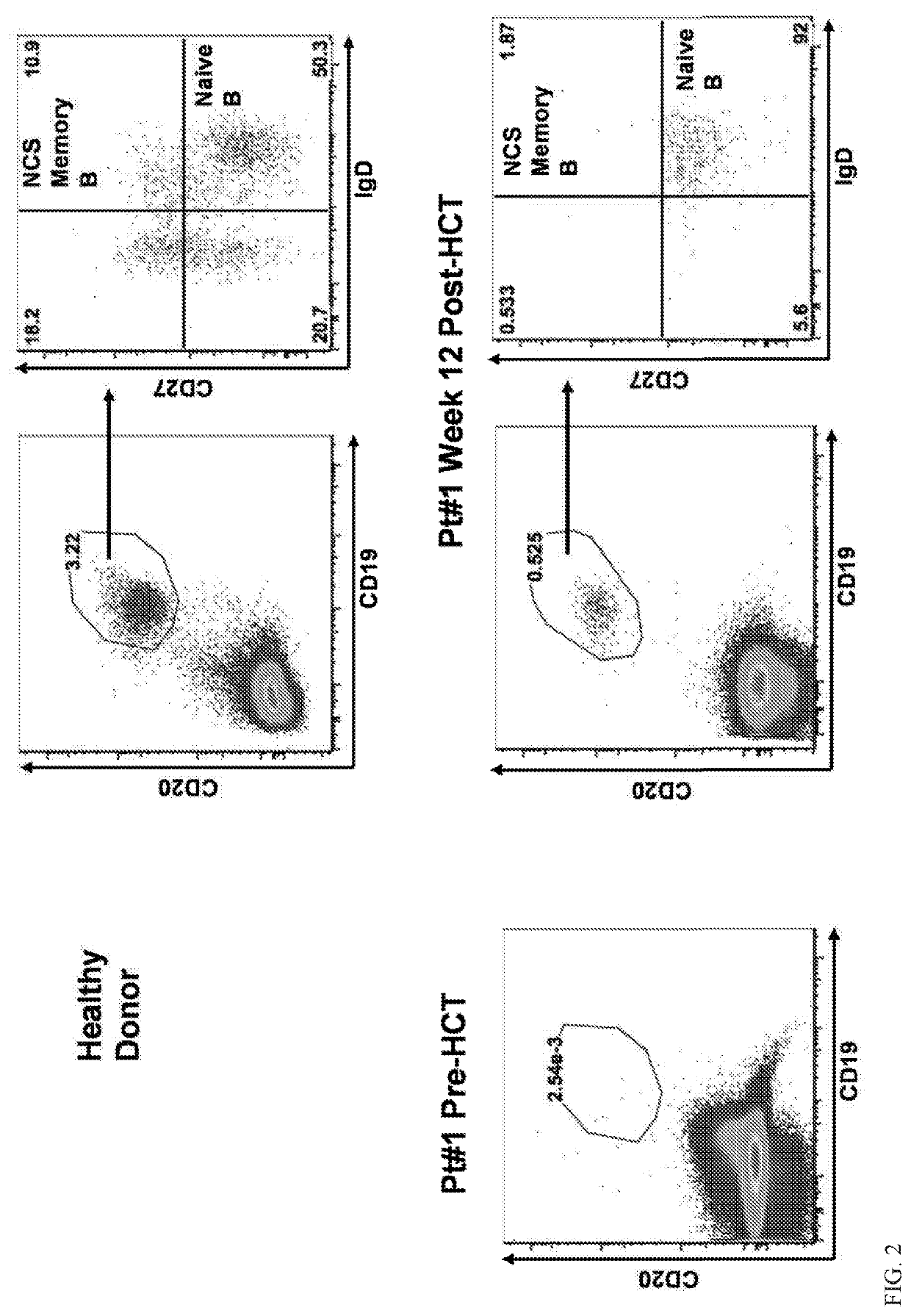 Hematopoietic Stem Cell Engraftment