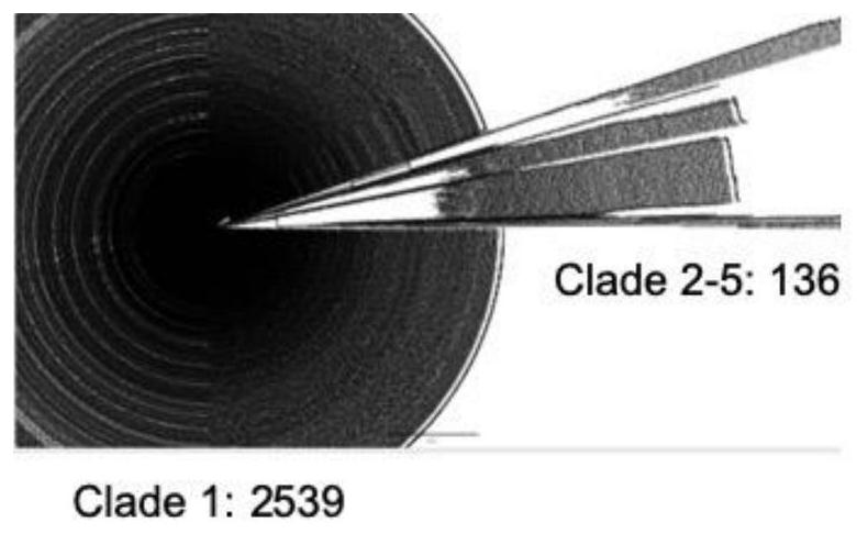 Novel coronavirus mutant strain S protein and subunit vaccine thereof