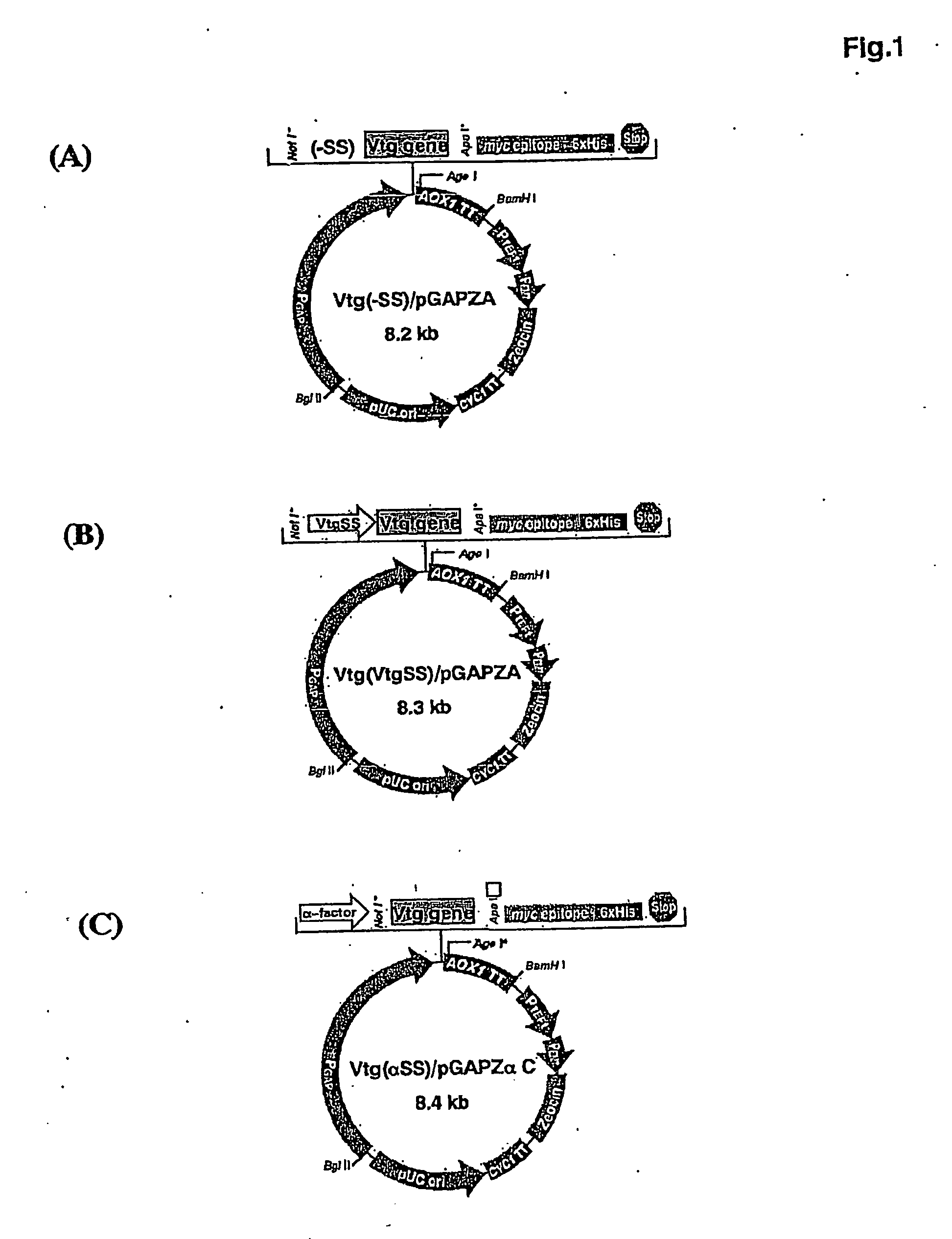 Recombinant vitellogenin enriched feed