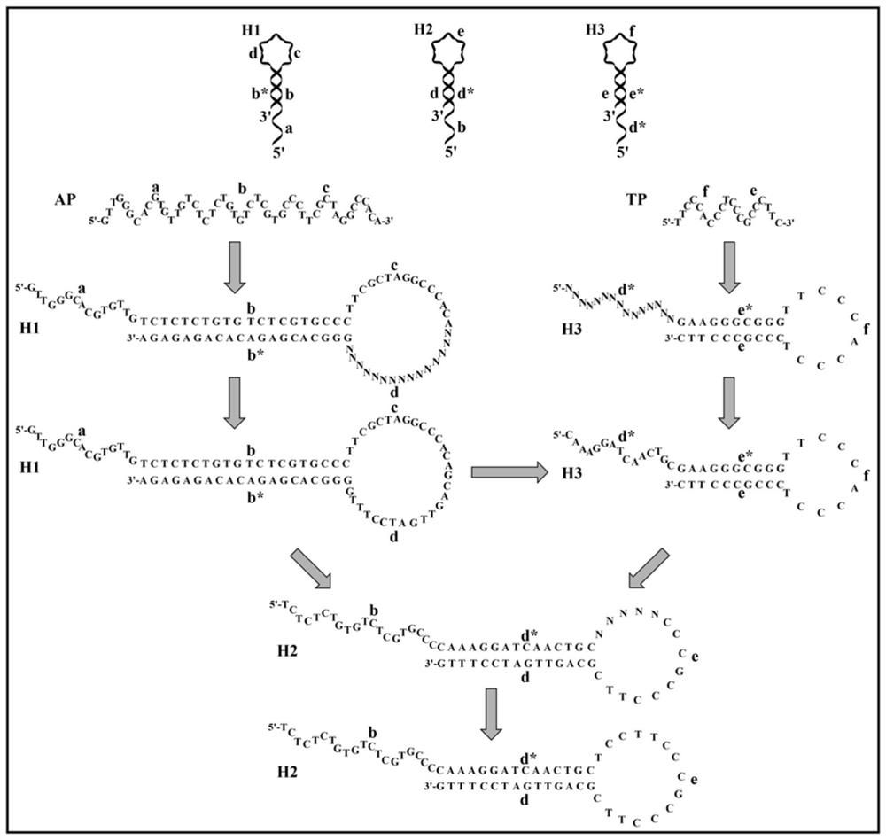 Hairpin probe group based on enzyme assisted cascade cycle amplification, preparation method and use