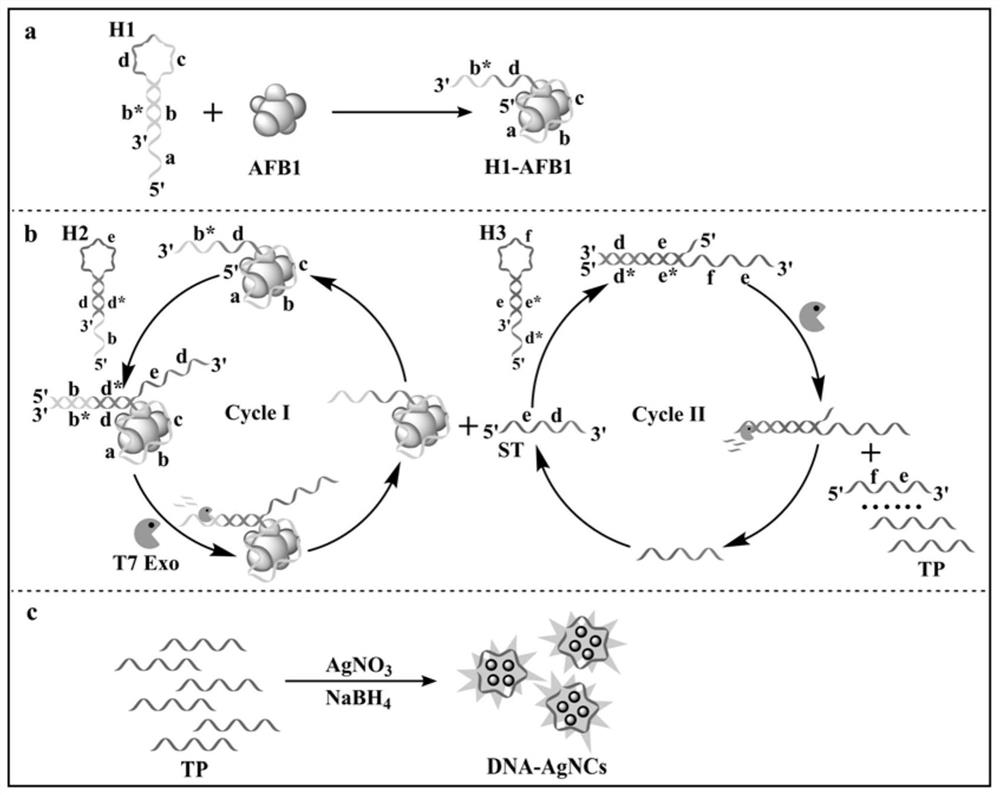 Hairpin probe group based on enzyme assisted cascade cycle amplification, preparation method and use