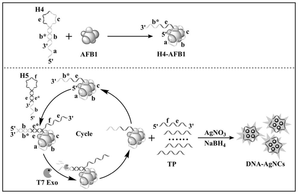 Hairpin probe group based on enzyme assisted cascade cycle amplification, preparation method and use