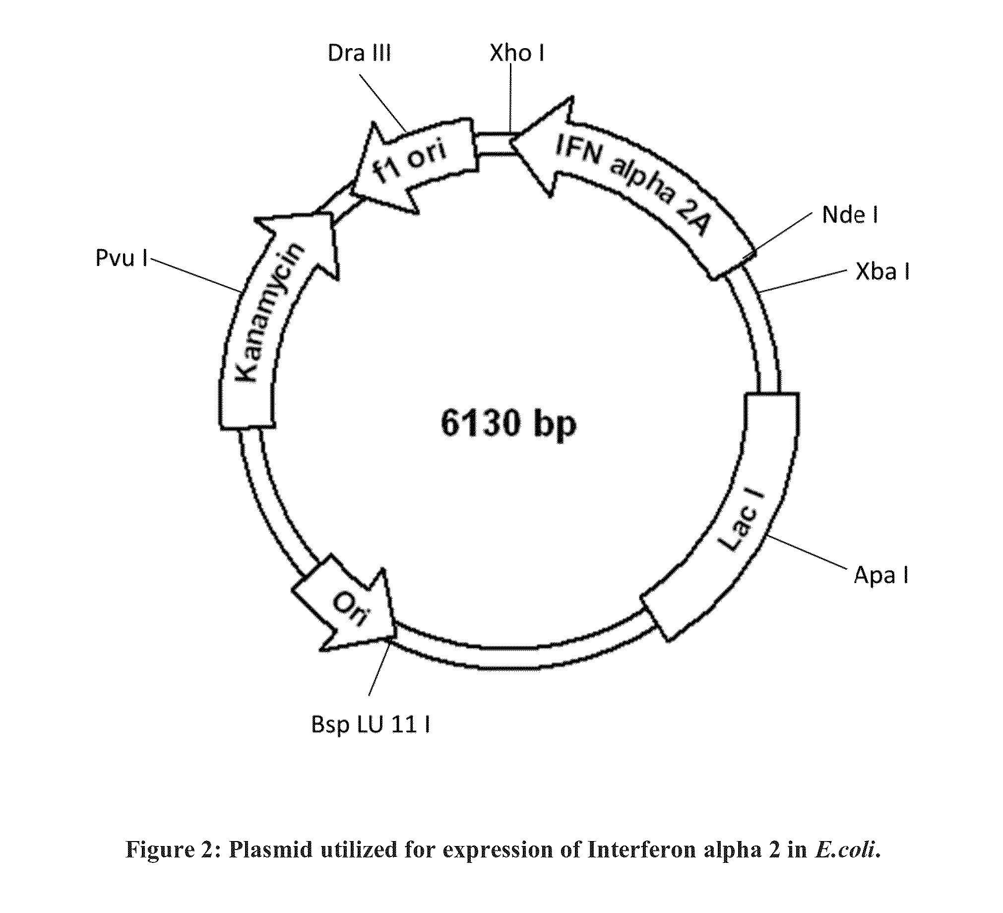 Codon optimized sequence for an antiviral protein