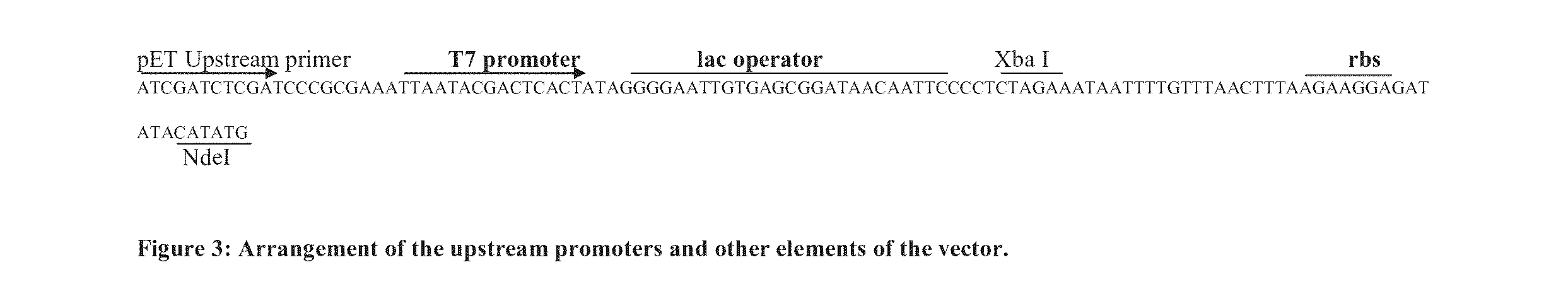 Codon optimized sequence for an antiviral protein