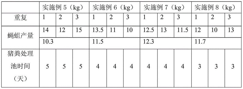 Two-step cultivation method for fly maggots under normal temperature and low temperature conditions