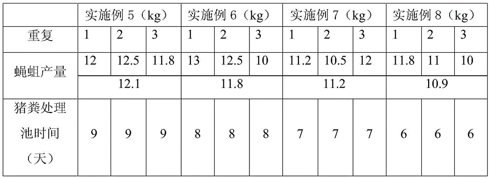 Two-step cultivation method for fly maggots under normal temperature and low temperature conditions