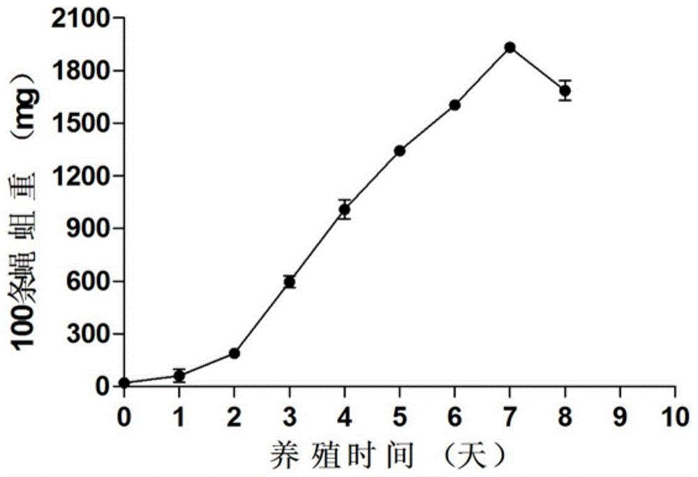 Two-step cultivation method for fly maggots under normal temperature and low temperature conditions