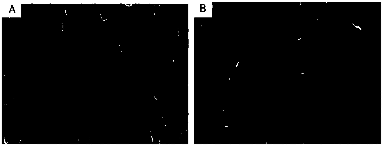 AgNR/O-g-C3N4 substrate, preparation method and application thereof in recyclable SERS sensitive detection