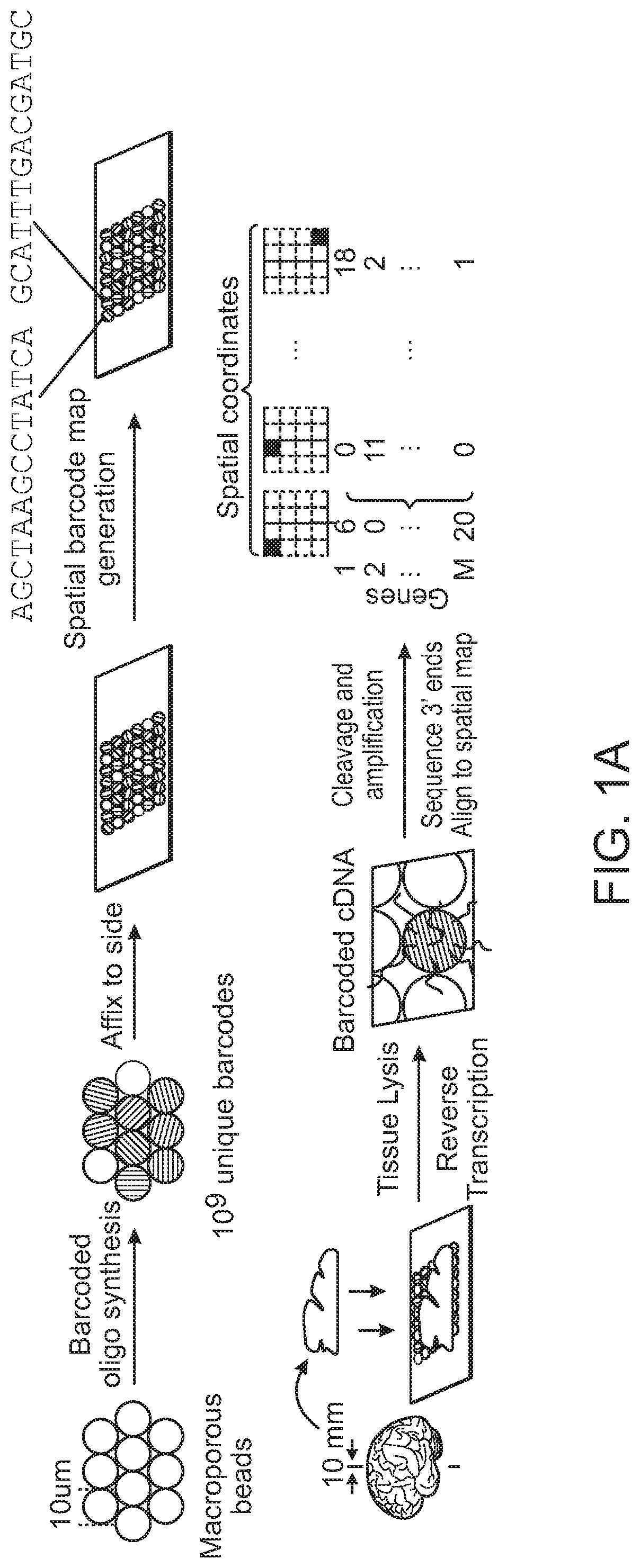 High-resolution spatial macromolecule abundance assessment