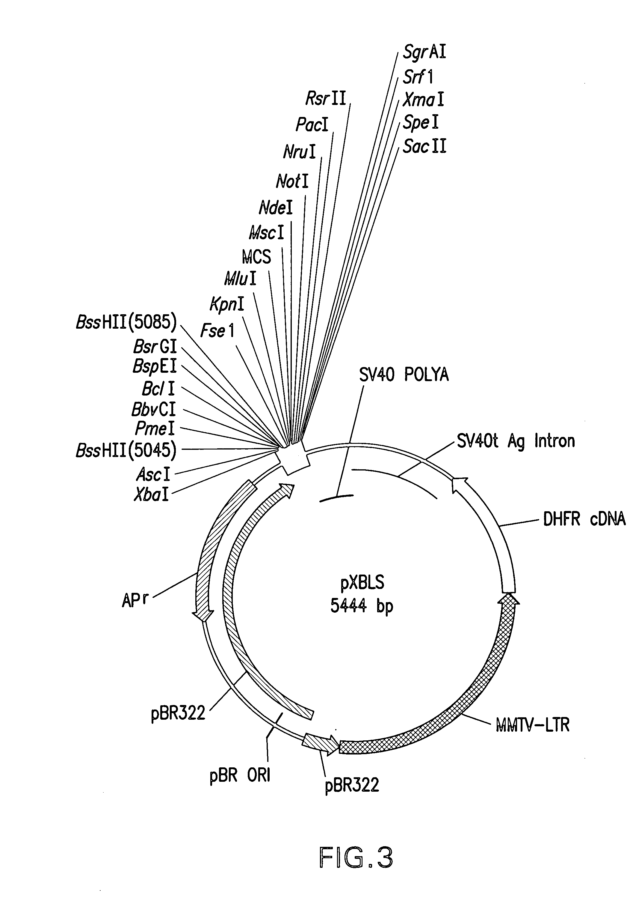 Plasmid system for multigene expression