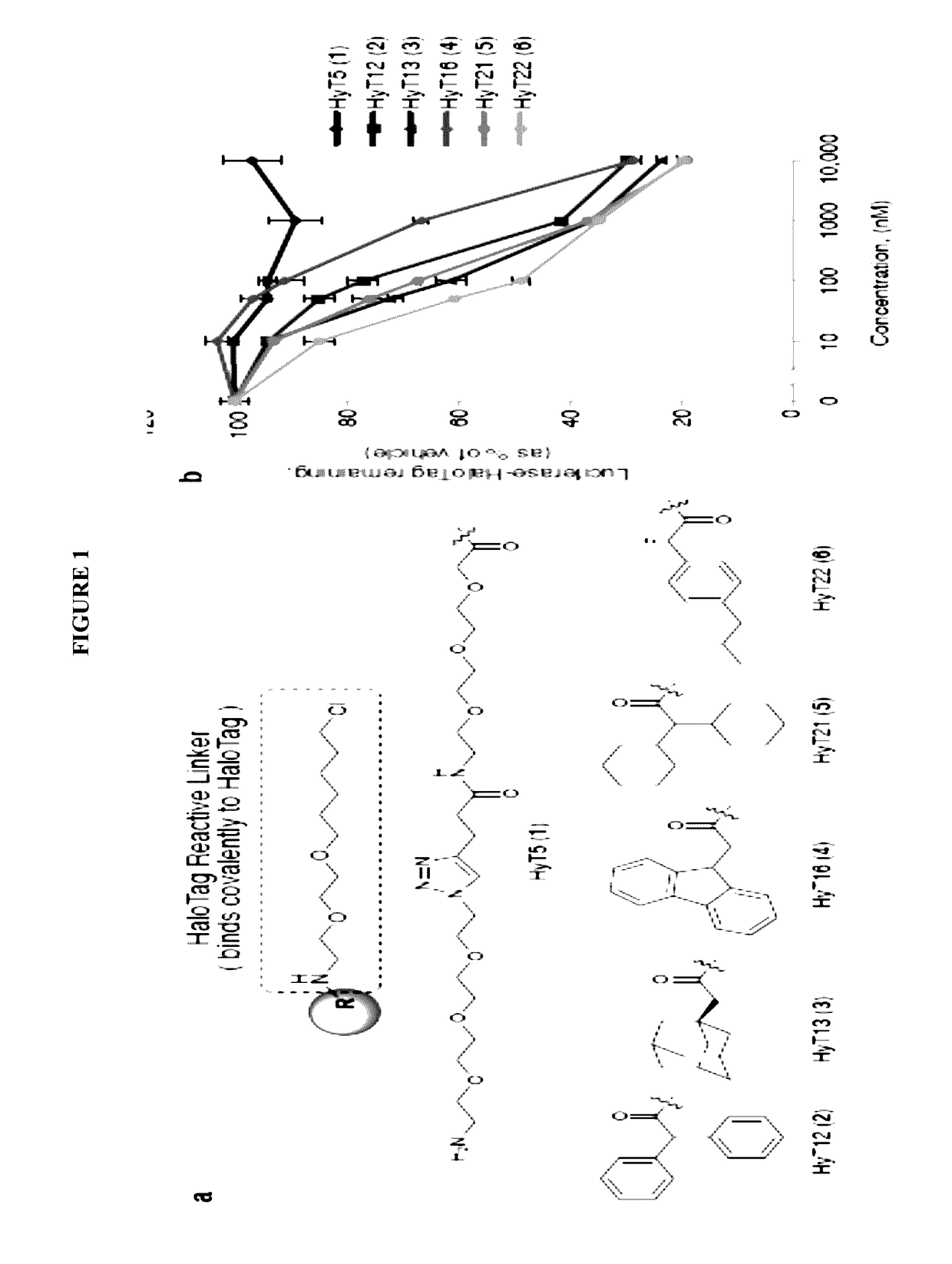 Small-molecule hydrophobic tagging of fusion proteins and induced degradation of same