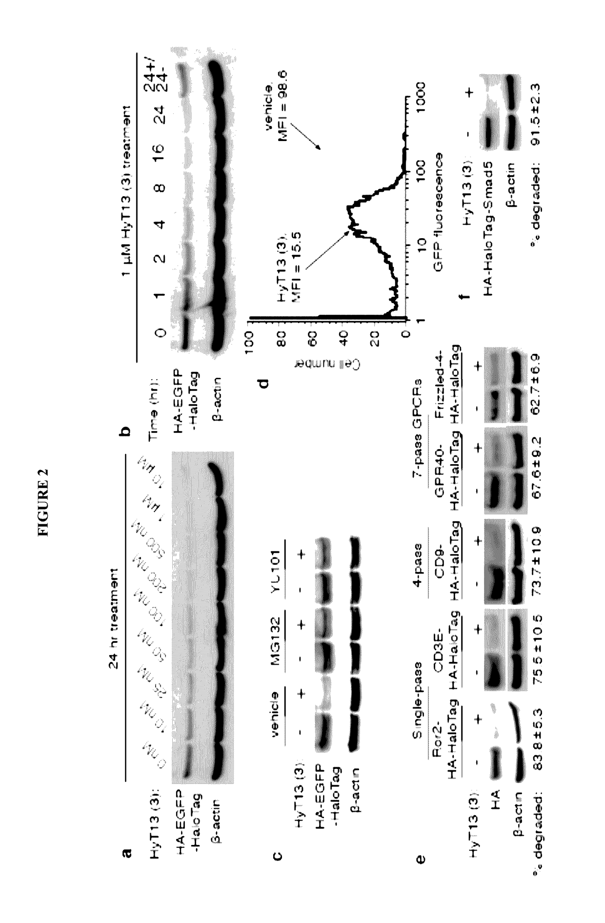 Small-molecule hydrophobic tagging of fusion proteins and induced degradation of same