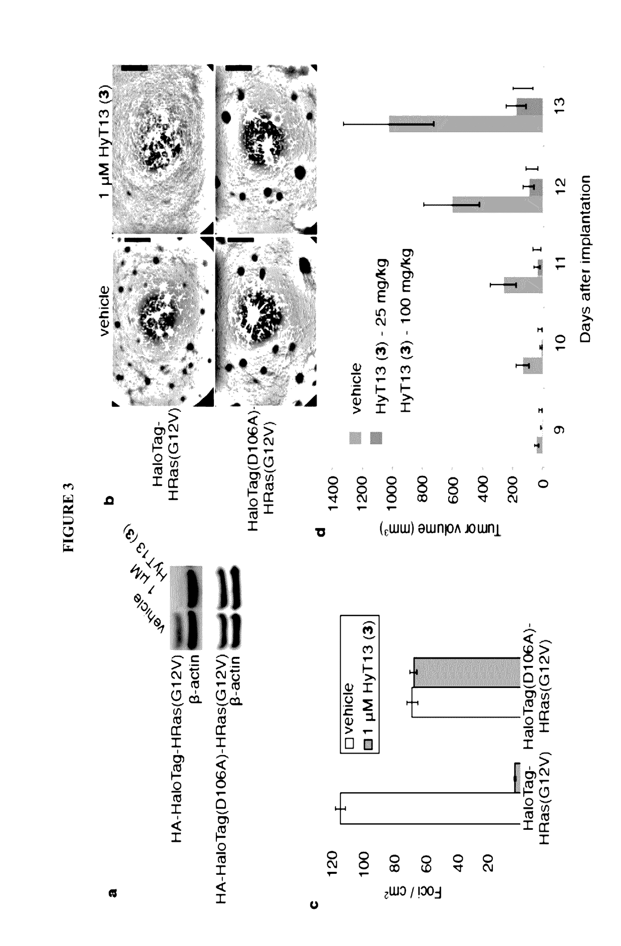 Small-molecule hydrophobic tagging of fusion proteins and induced degradation of same