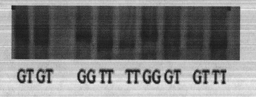 Testing method and application of hereditary variation of CRBPI (Cellular Retinol-Binding Protein Type I) gene of chicken