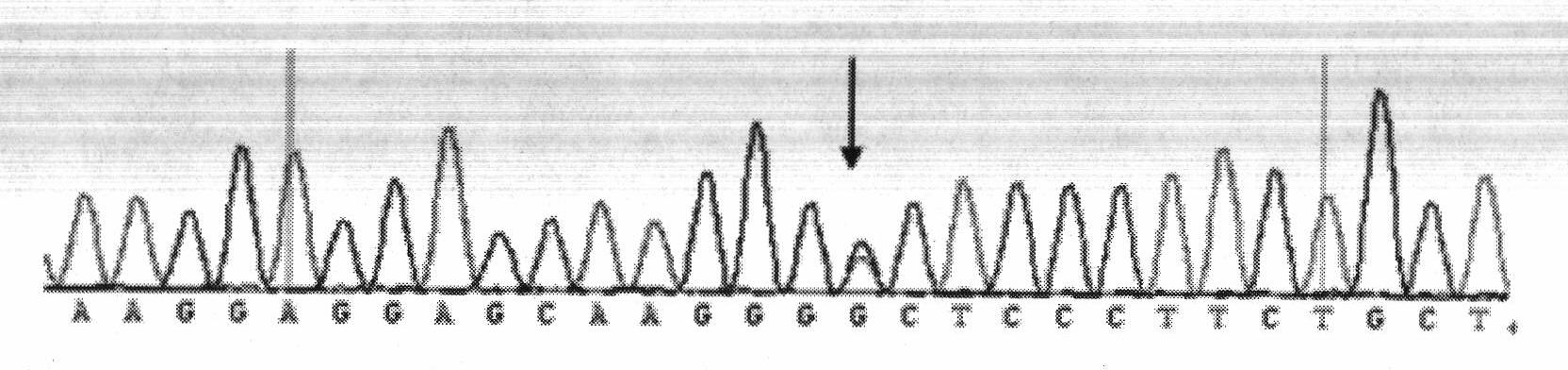 Testing method and application of hereditary variation of CRBPI (Cellular Retinol-Binding Protein Type I) gene of chicken