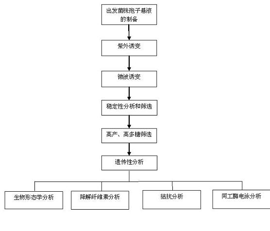 Grifola frondosa strain for producing polysaccharide with composite raw material of rice bran and wheat bran