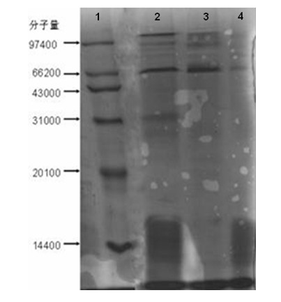 Grifola frondosa strain for producing polysaccharide with composite raw material of rice bran and wheat bran