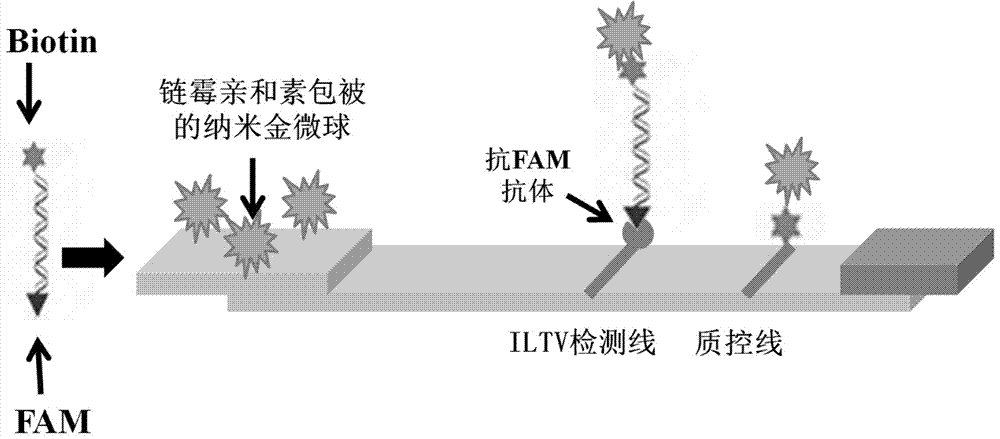 RPA primer for detecting chicken infectious laryngotracheitis virus and its detecting method