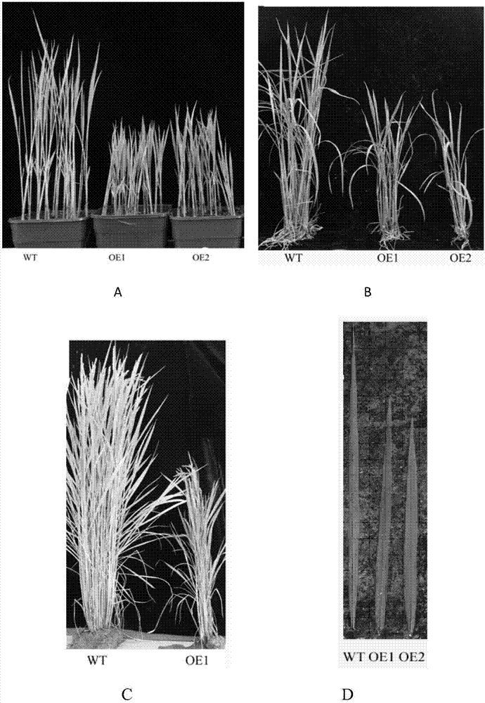 P45071D8 function influencing rice plant types and salt stress tolerance and application of P45071D8