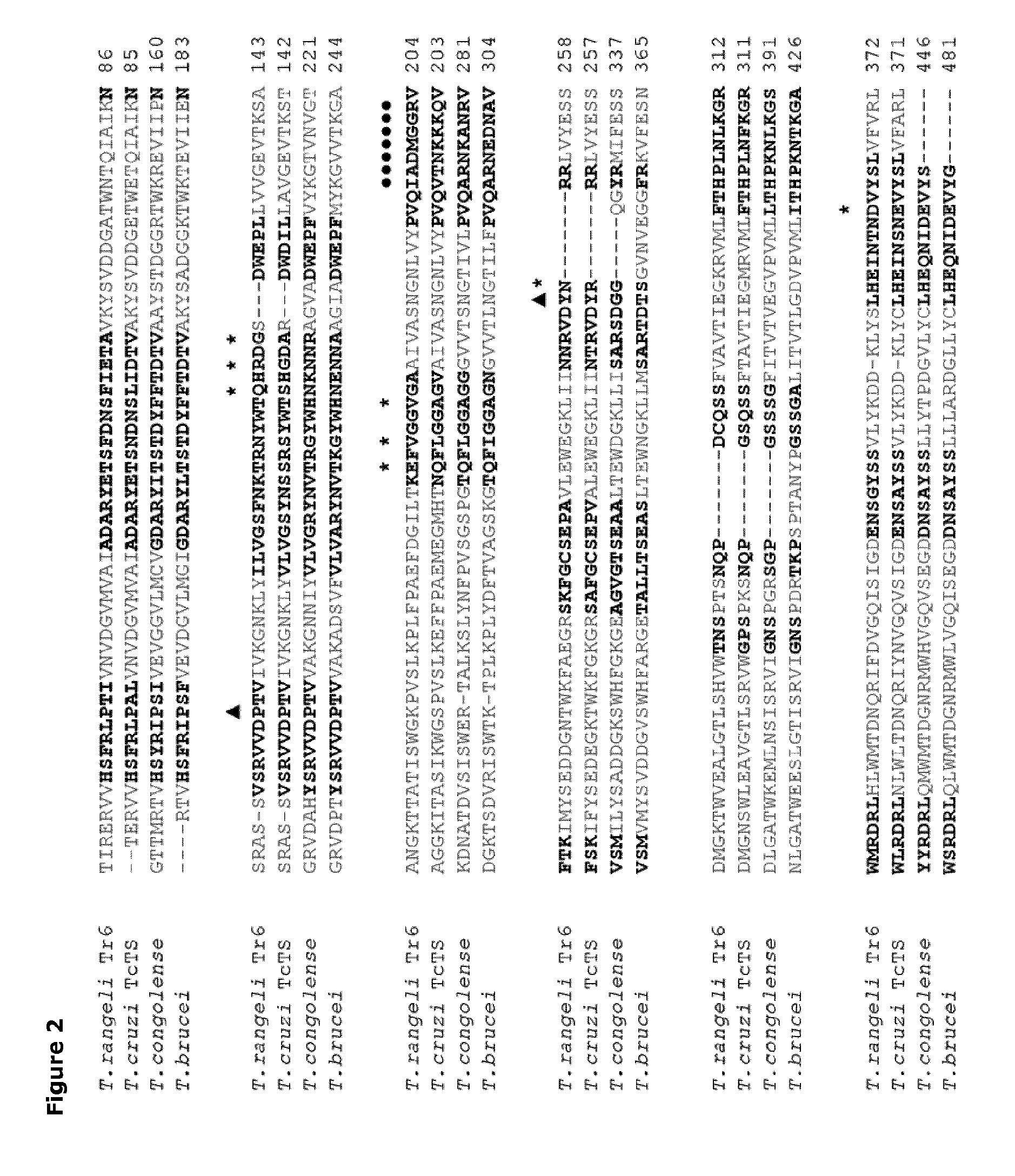 A mutant sialidase having trans-sialidase activity for use in production of sialylated glycans