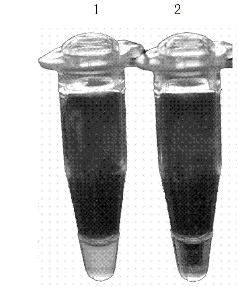 Method for detecting Pseudomonas syringae causing kiwi canker by loop-mediated isothermal amplification