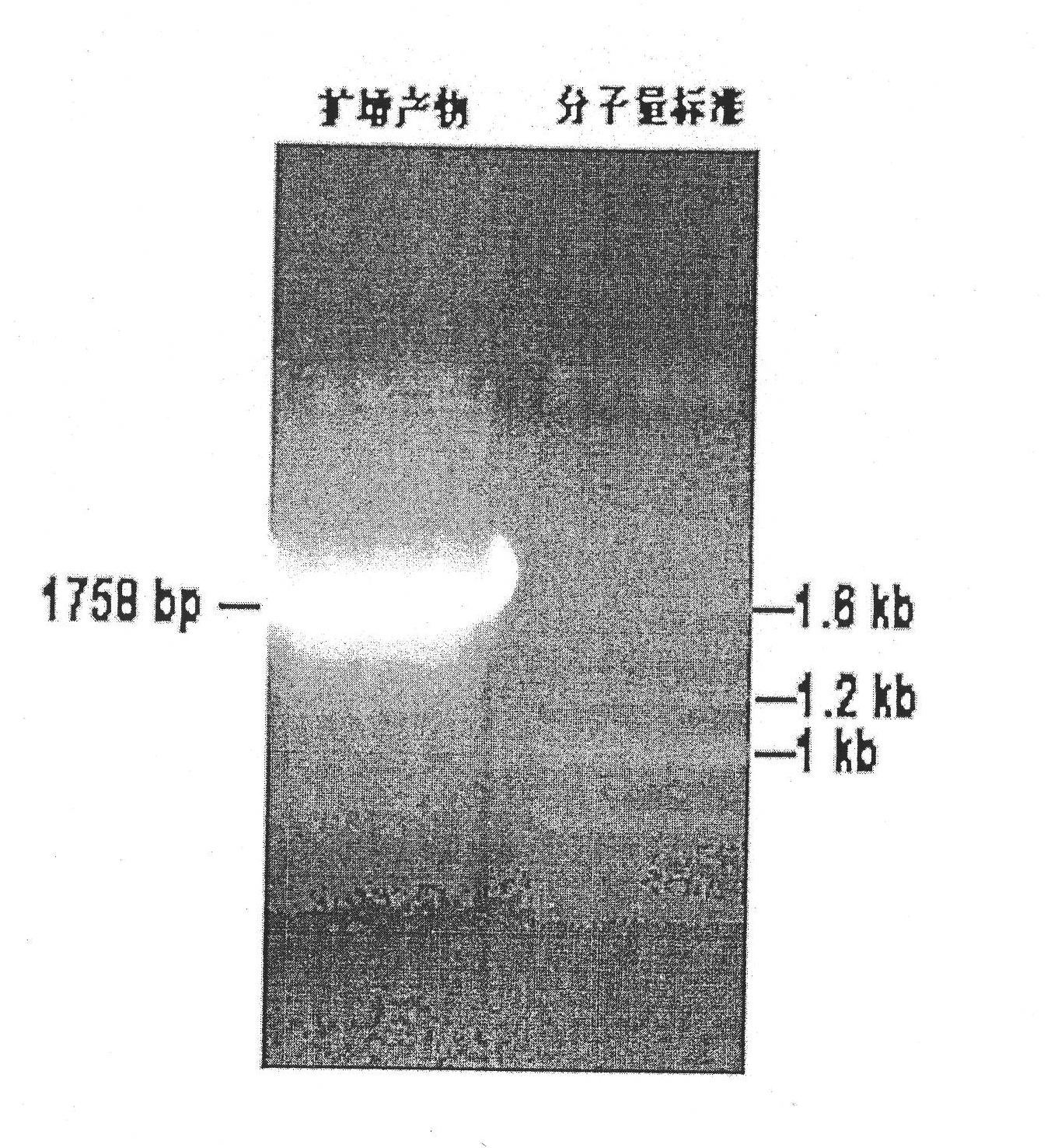 Application of plant sodium-calcium exchanger gene (AtNCL)