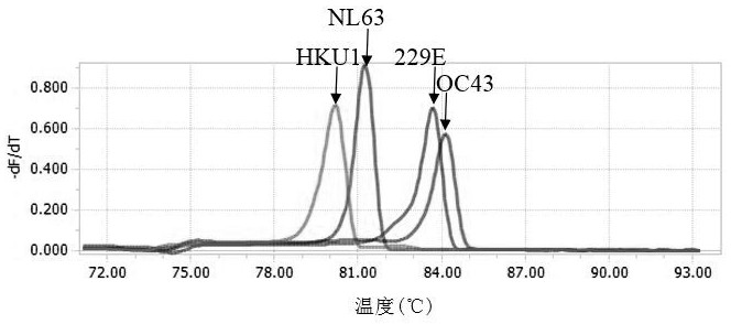 A real-time fluorescent multiplex RT-PCR method for simultaneous detection of human coronavirus 229e, oc43, nl63 and hku1