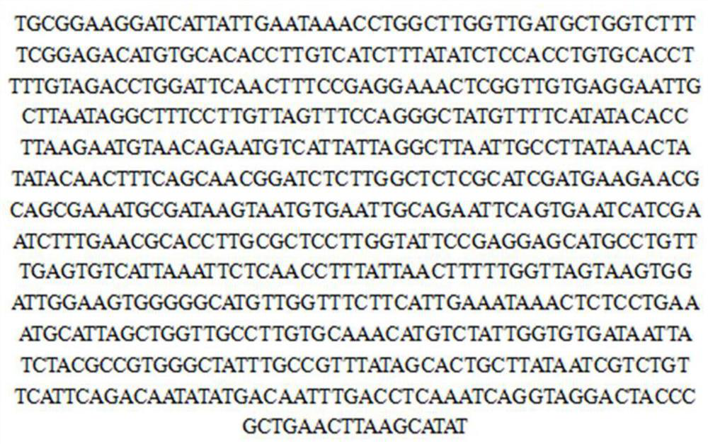 New strains of the cluster-grown chrysanthemum and its artificial cultivation method and application