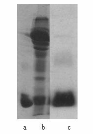 A kind of purification process of cytochrome c