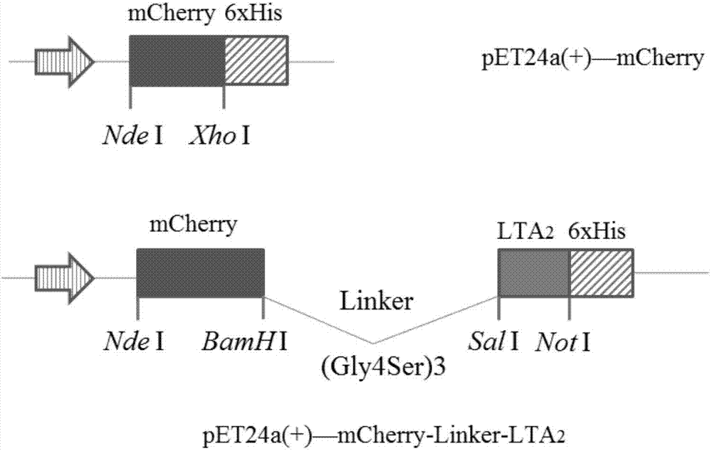 Application of cell penetrating peptide LTA2 from LT subunit in aspect of serving as intracellular drug delivery carrier