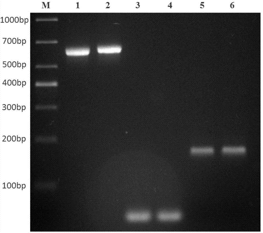 Application of cell penetrating peptide LTA2 from LT subunit in aspect of serving as intracellular drug delivery carrier