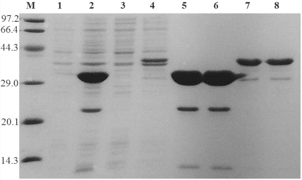 Application of cell penetrating peptide LTA2 from LT subunit in aspect of serving as intracellular drug delivery carrier