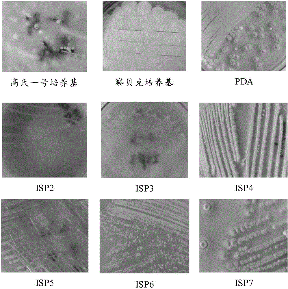 Streptomyces griseoplanus, application thereof and microbial agent