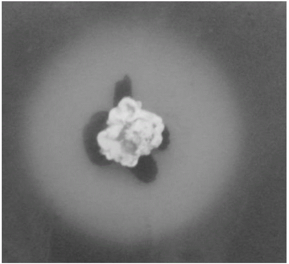 Streptomyces griseoplanus, application thereof and microbial agent