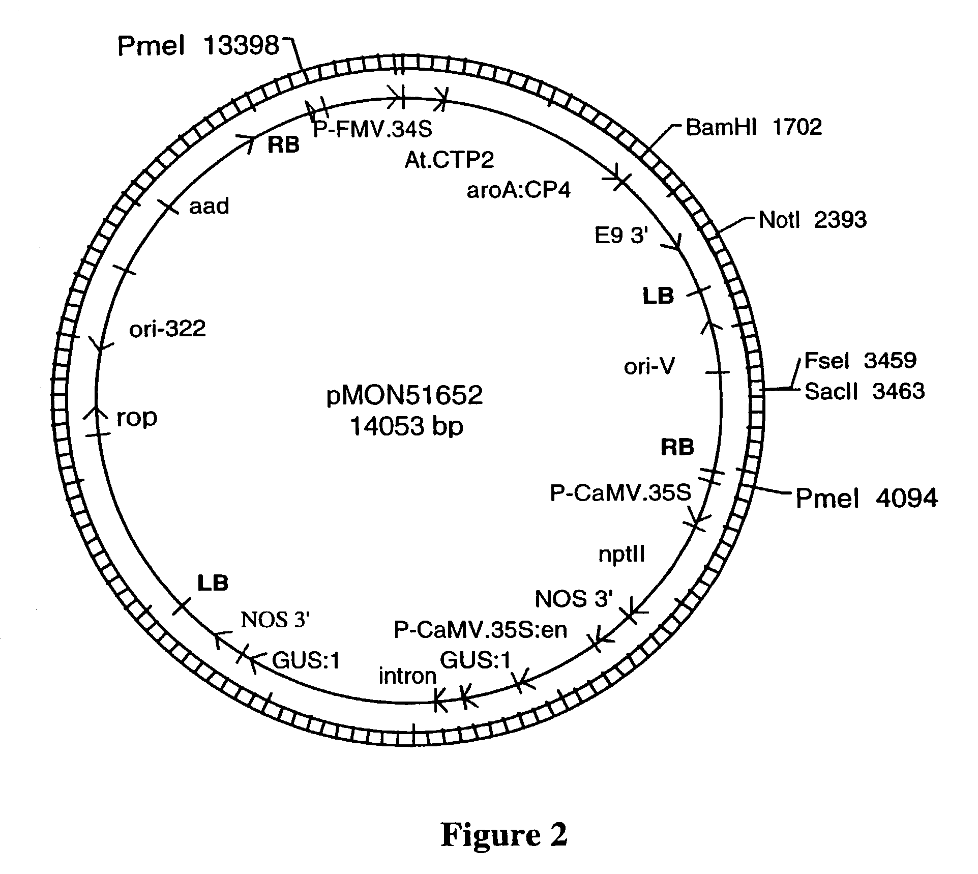 Methods for enhancing segregation of transgenes in plants and compositions thereof