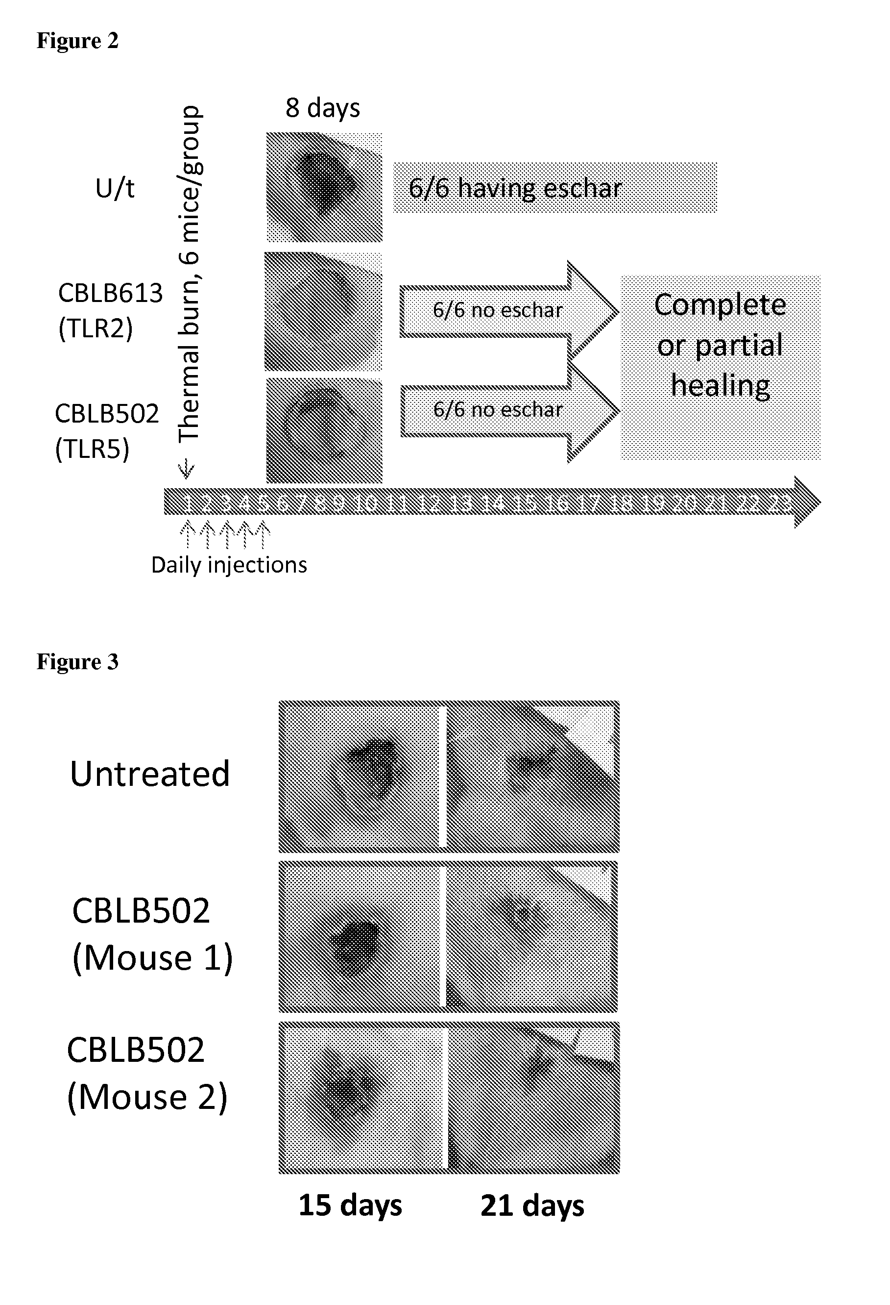 Compositions and methods comprising toll like receptor (TLR) stimulating agents for prophylaxis and therapy for damage to dermal epithelium