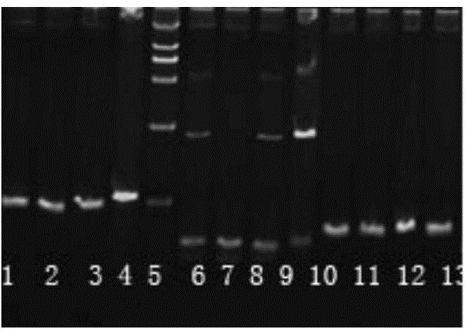 SNP (single-nucleotide polymorphism) marker related to Crassostrea gigas glycogen content character and application thereof