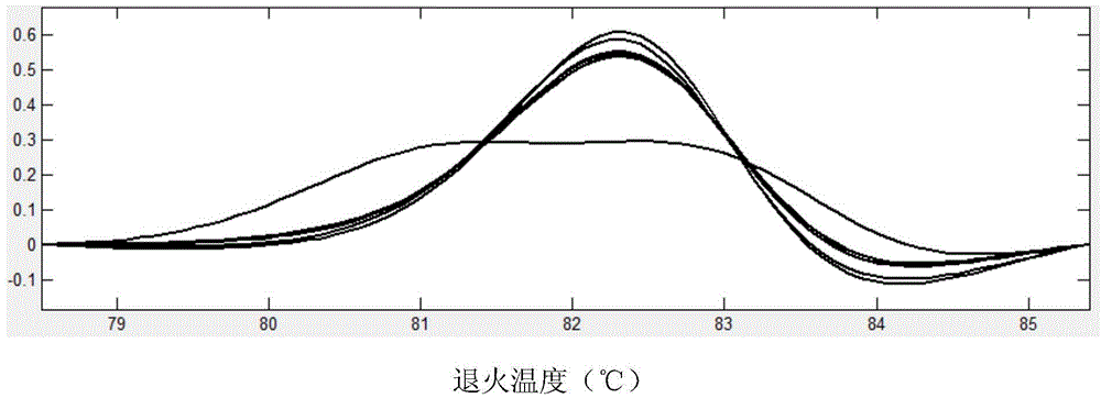 SNP (single-nucleotide polymorphism) marker related to Crassostrea gigas glycogen content character and application thereof