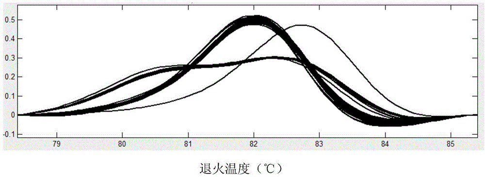 SNP (single-nucleotide polymorphism) marker related to Crassostrea gigas glycogen content character and application thereof