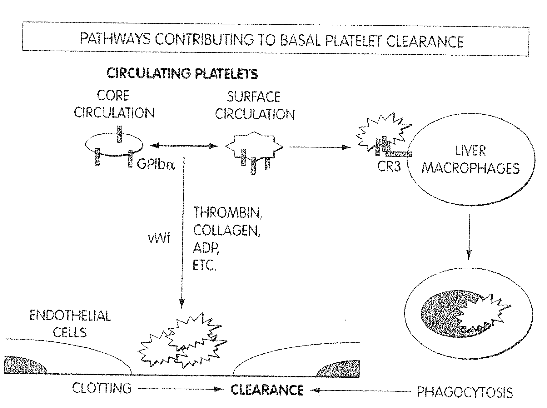 Compositions and Methods for Prolonging Survival of Platelets