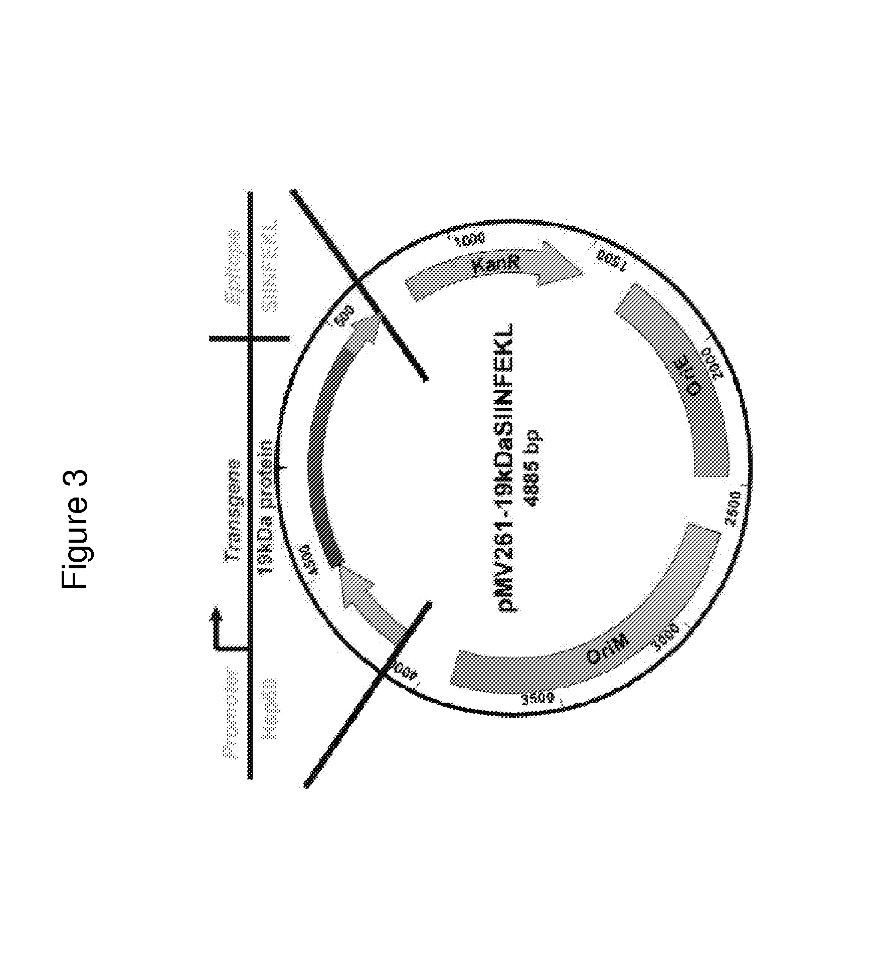 Mycobacterial vaccine vectors and methods of using the same