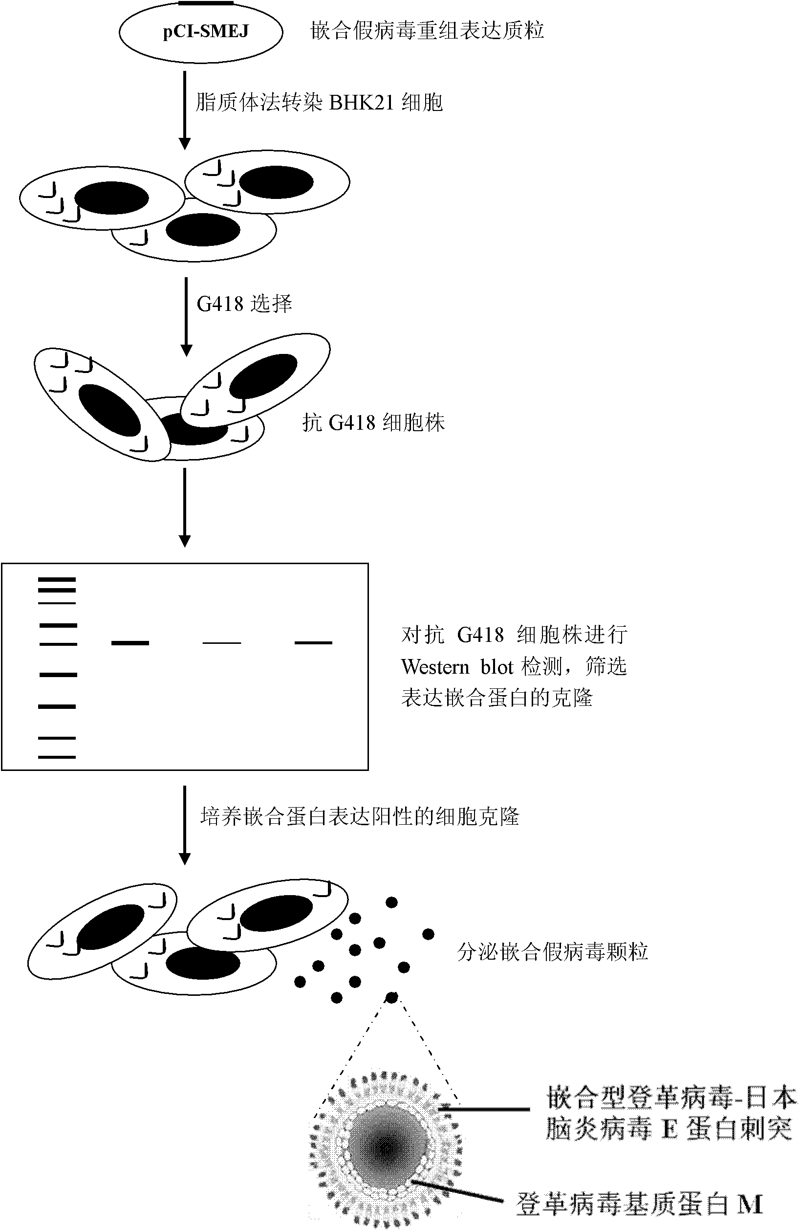 Dengue virus and Japanese encephalitis virus embedded pseudo virus particle vaccine and preparation method thereof