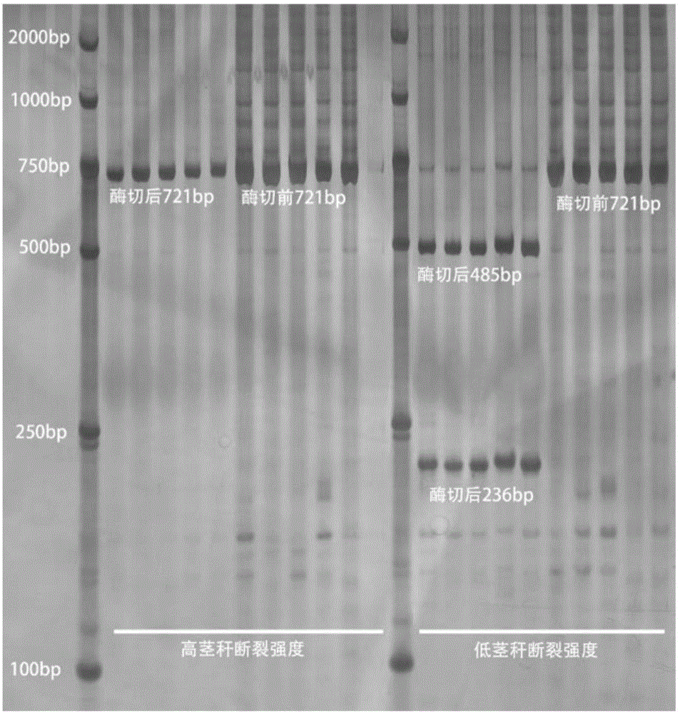 Wheat stalk breaking strength molecular marker QWQD4B.4-13 and application thereof