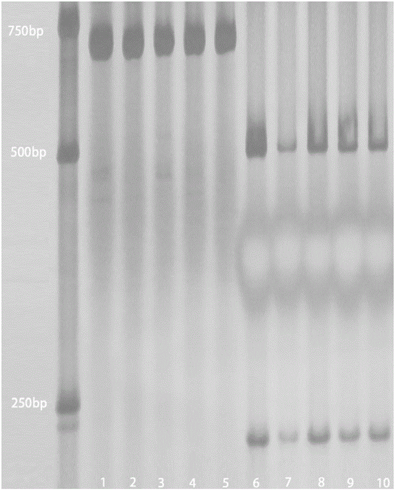 Wheat stalk breaking strength molecular marker QWQD4B.4-13 and application thereof