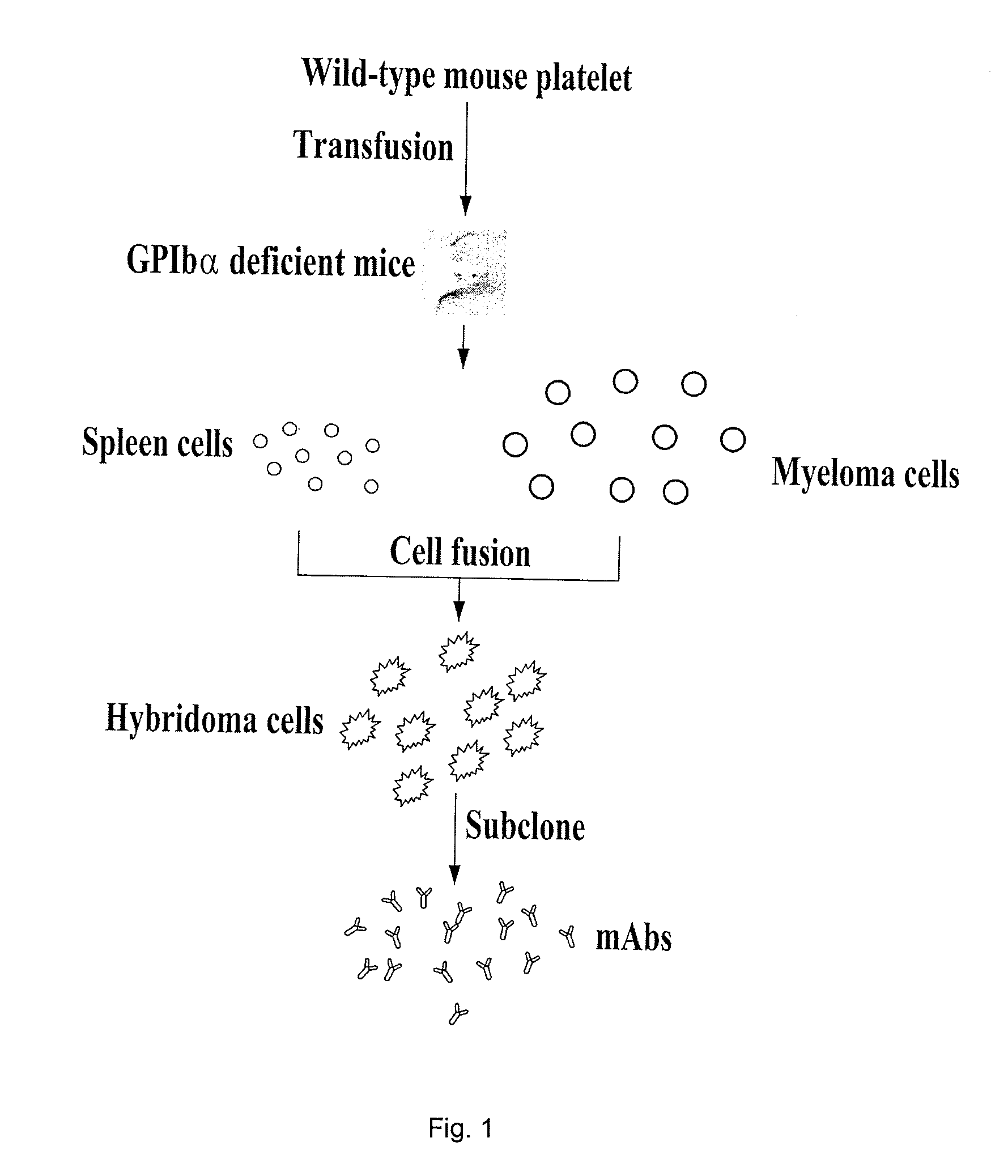 ANTIBODIES AGAINST GPIb alpha