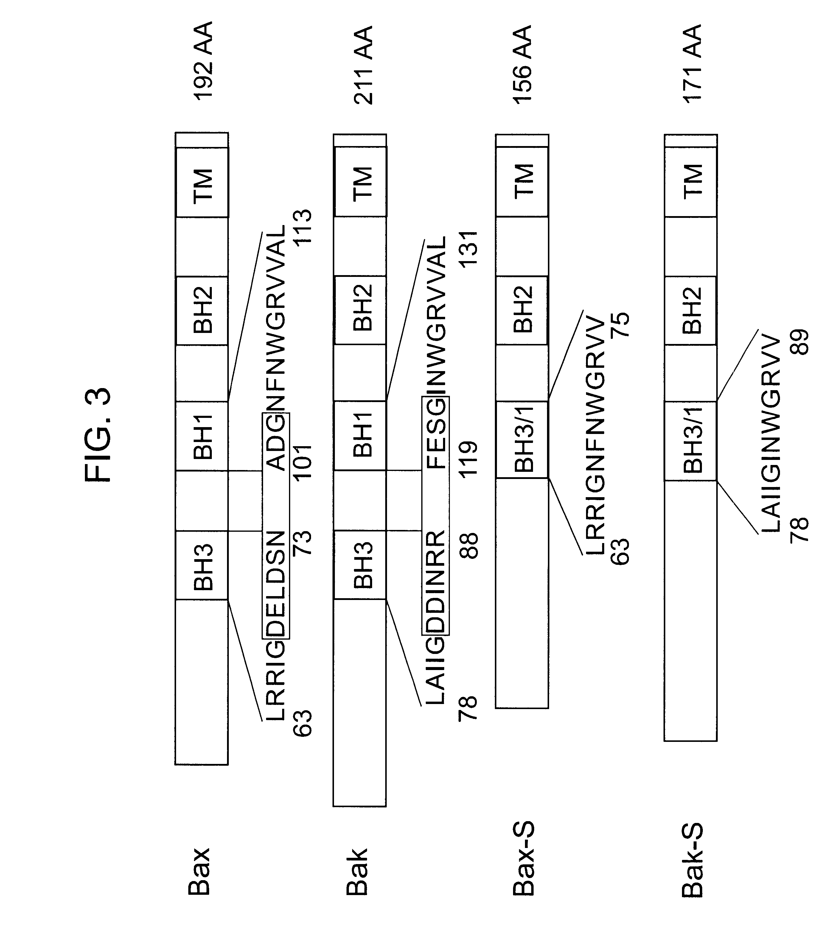 Mammalian pro-apoptotic Bok genes and their uses