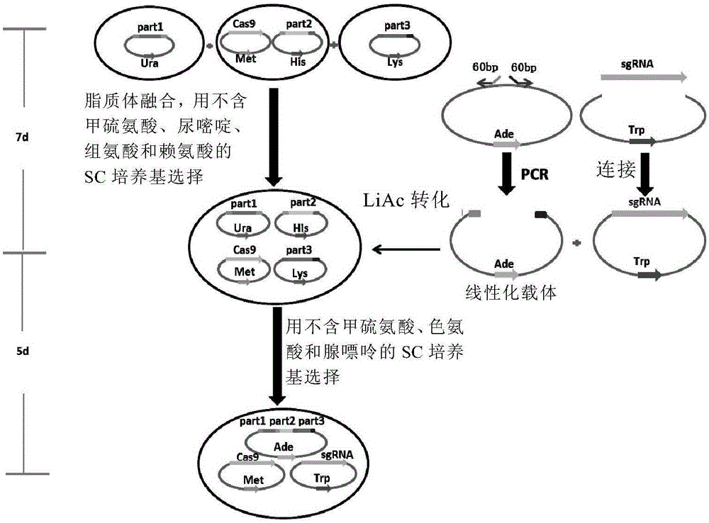 CRISPR/Cas9-mediated large DNA fragment assembling method