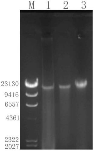 Bacteriophage Genome DNA Extraction Kit and Method