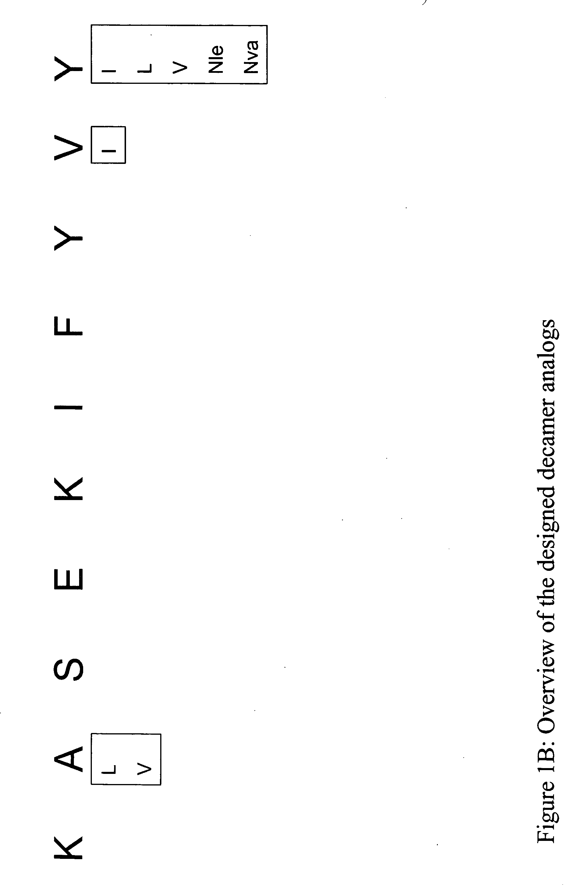 PSMA peptide analogues