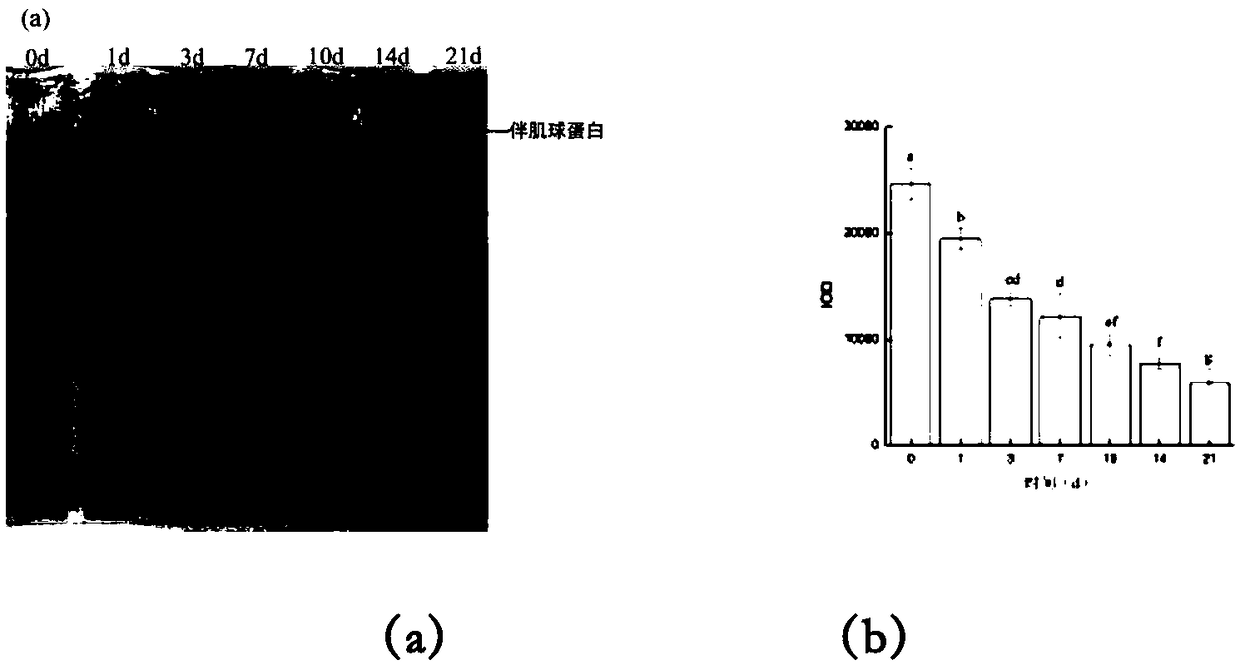 Method for evaluating fish meat freshness based on skeleton protein degradation